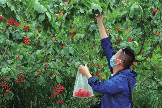 又到樱桃采摘季