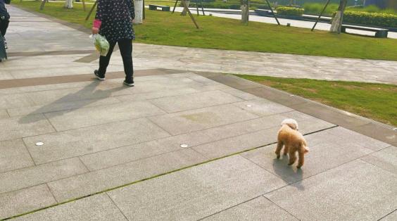 随之而来的遛狗不牵绳,无证养犬,狗狗随地大小便,狗吠扰民等问题,成为