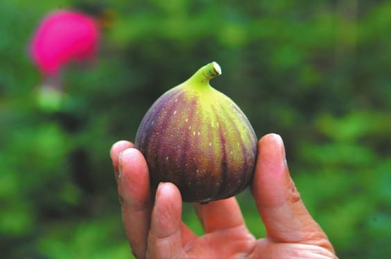 威远无花果.王斌摄